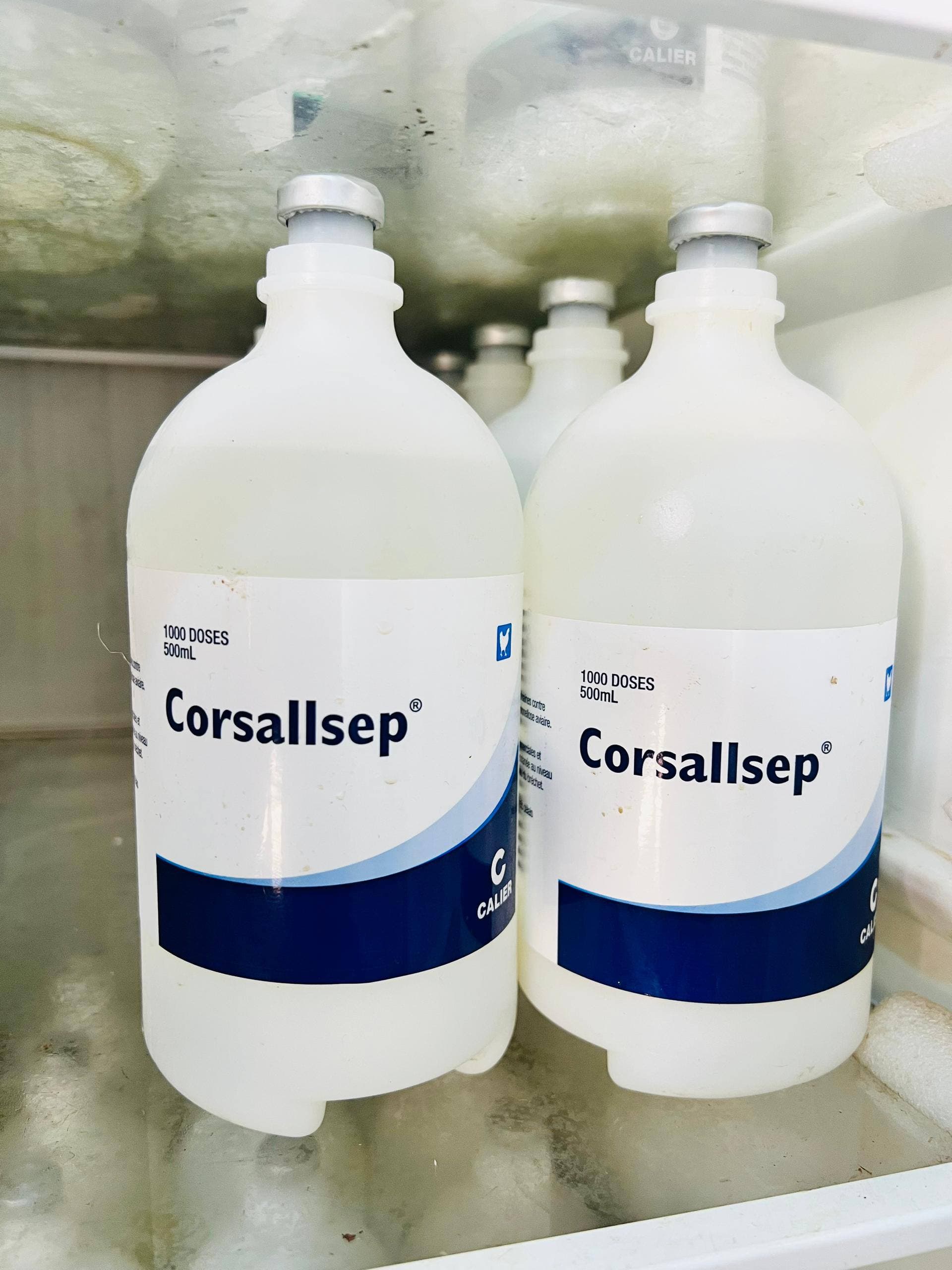 Corsallsep